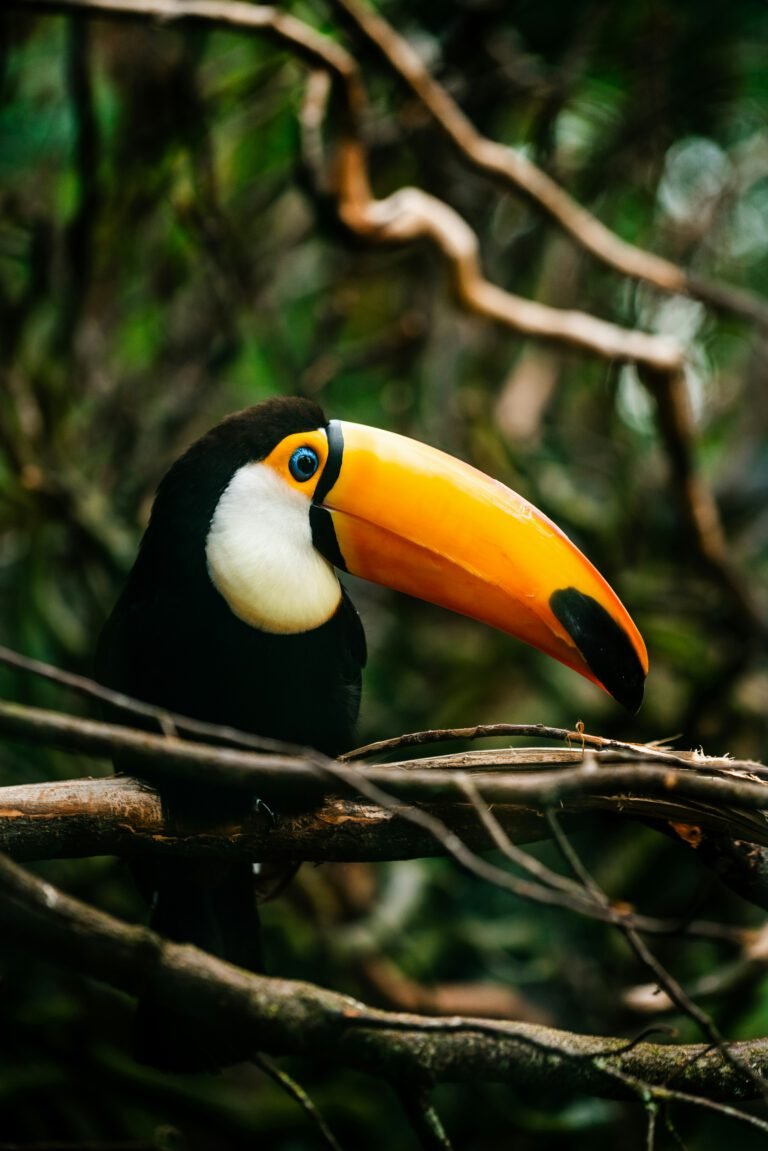 A vibrant Toucan with a large yellow and orange beak perched on a mossy branch in a lush, dark green Highland forest setting.