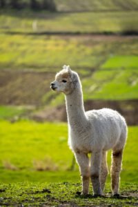 A fluffy white alpaca standing in a sunlit green field with a soft-focus Highland landscape in the background.