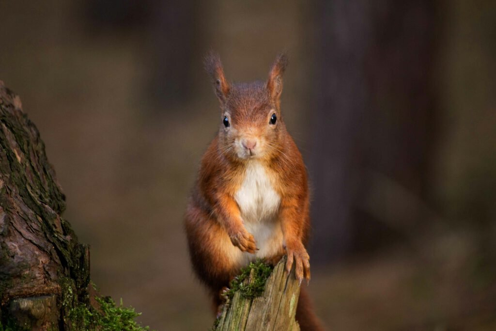 A small red squirrel with tufted ears looking directly at the camera while perched on a tree stump in a shaded forest.