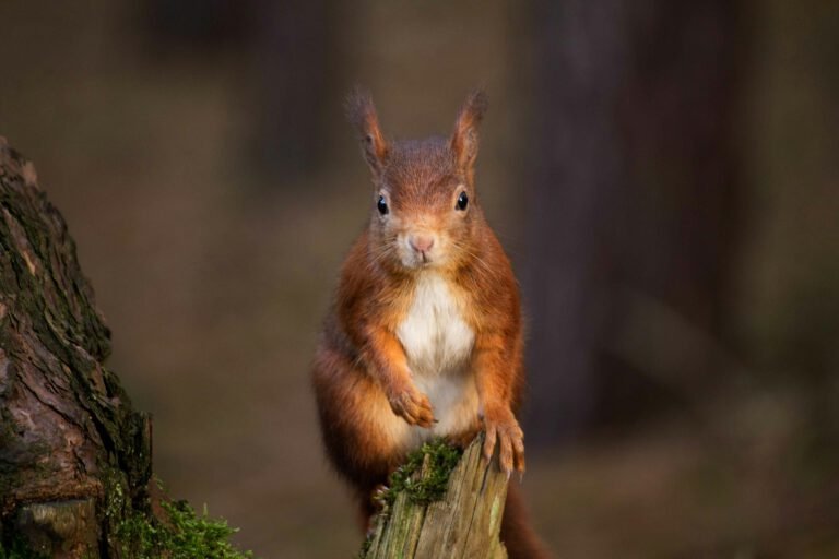 A small red squirrel with tufted ears looking directly at the camera while perched on a tree stump in a shaded forest.