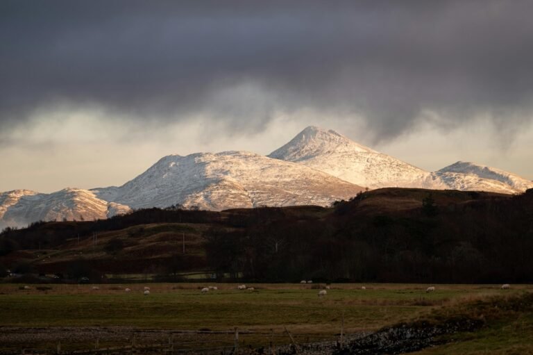 The snow-capped peak of Ben Wyvis stands brightly under a dark, dramatic sky, with a small flock of sheep grazing in the green and brown pastures in the foreground.
